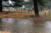Filename=dexterflooding.jpg
Filesize=259KiB
Dimensions=1200x800
Date added=Mar 30, 2010 dexterflooding.jpg
