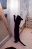 Filename=habitat-for-cats-12.jpg
Filesize=279KiB
Dimensions=1200x1807
Date added=Jan 12, 2010 habitat-for-cats-12.jpg