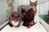 Filename=habitat-for-cats-38.jpg
Filesize=196KiB
Dimensions=1200x797
Date added=Jan 12, 2010 habitat-for-cats-38.jpg