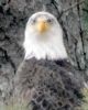 Filename=steve-chicco_eagle1.jpg
Filesize=54KiB
Dimensions=577x720
Date added=May 04, 2022 steve-chicco_eagle1.jpg