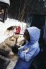 Filename=Iditarod_MR-1.jpg
Filesize=212KiB
Dimensions=608x900
Date added=Feb 27, 2007 Iditarod_MR-1.jpg