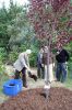 Filename=ROTreeMcCarthy2.jpg
Filesize=464KiB
Dimensions=600x900
Date added=Oct 08, 2008 ROTreeMcCarthy2.jpg
