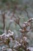 Filename=ChurchFieldFrost.jpg
Filesize=58KiB
Dimensions=1296x1944
Date added=Nov 06, 2011 ChurchFieldFrost.jpg