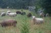 Filename=sheep2.jpg
Filesize=68KiB
Dimensions=1728x1152
Date added=Sep 22, 2011 sheep2.jpg