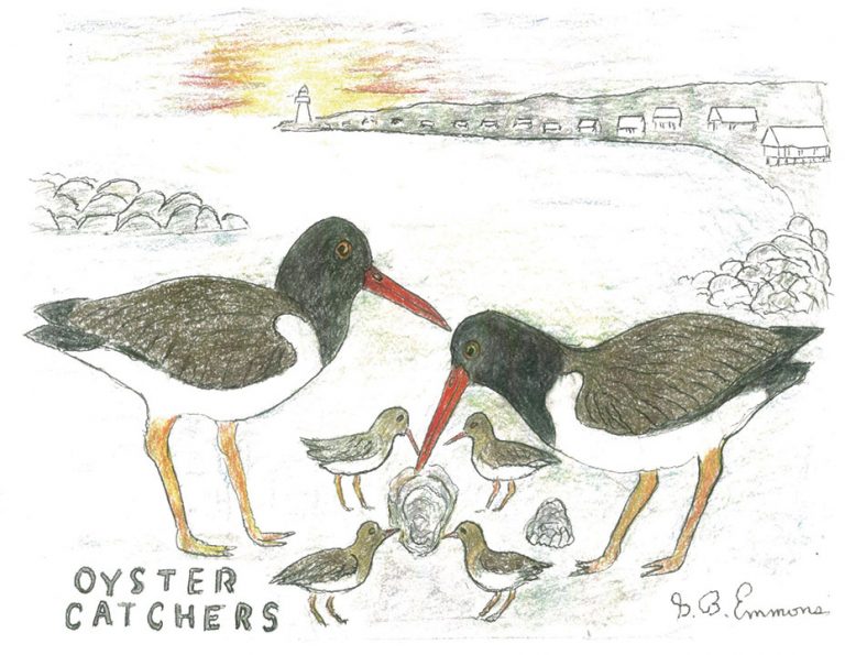 Colorful Oyster Catcher Faces Uncertain Future