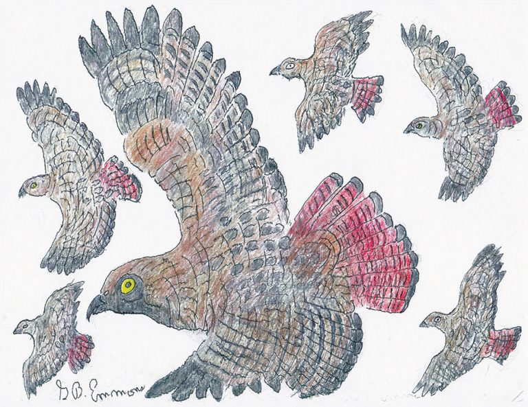 A Kettle of RedTailed Hawks