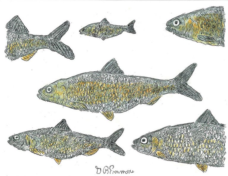 Herring Migration A Cause to Celebrate