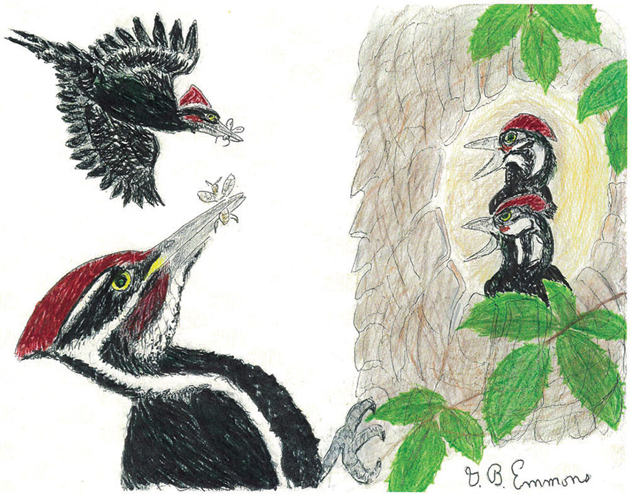 birdnote qa woodpecker drumming  A Way To Garden